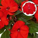 Bild von Impatiens New Guinea P12 Red